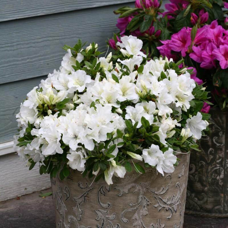 Bloom-A-Thon® White Reblooming Azalea - Image 2