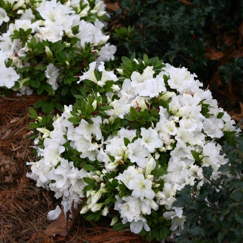 Bloom-A-Thon® White Reblooming Azalea - Image 3