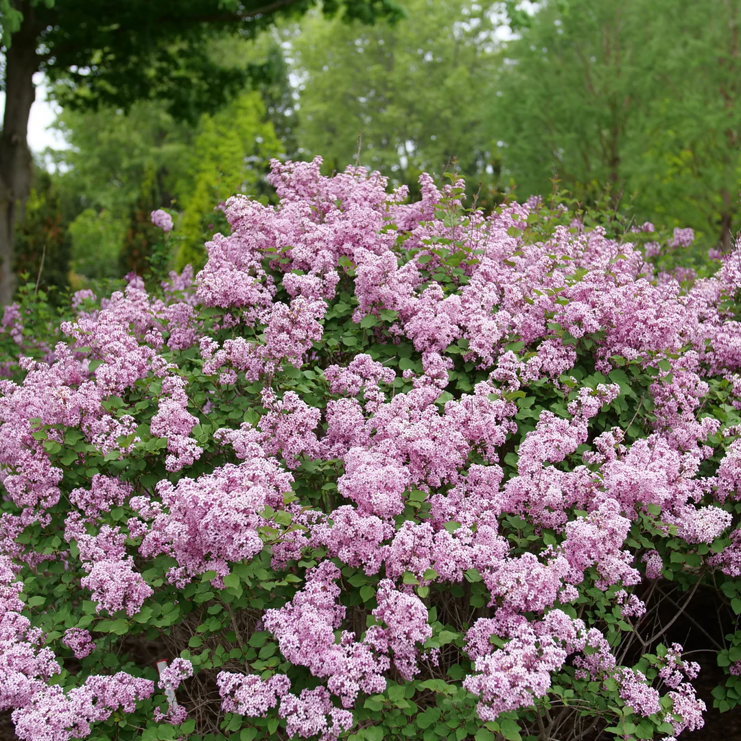 Bloomerang PurpinkĀ® Lilac (Syringa)
