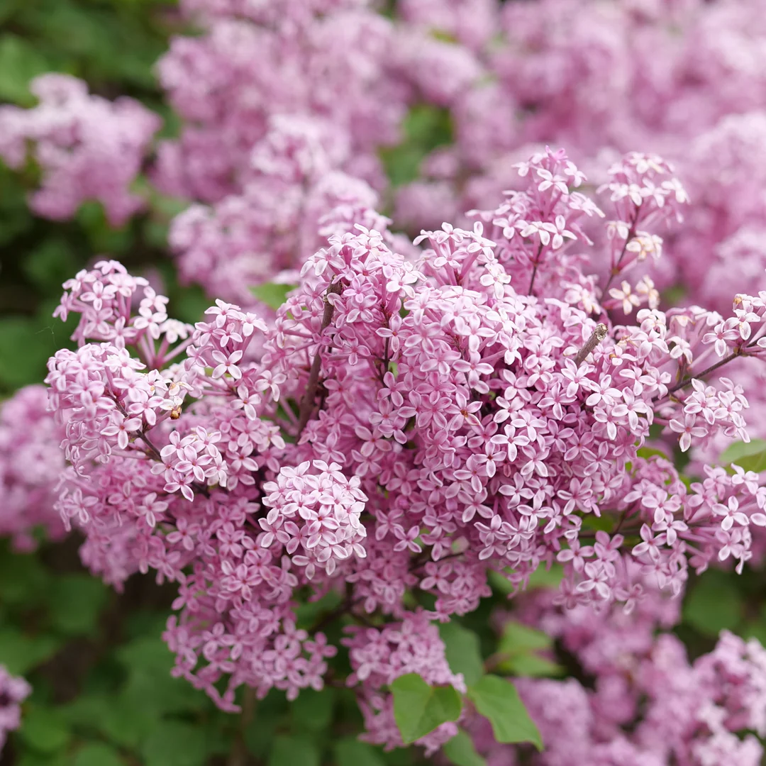 Bloomerang PurpinkĀ® Lilac (Syringa) - Image 2