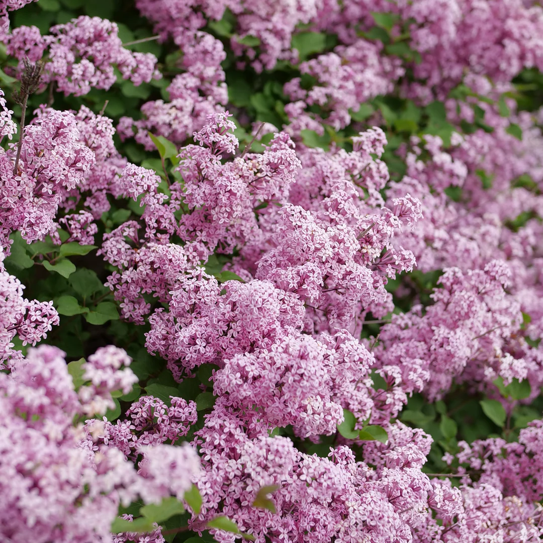 Bloomerang PurpinkĀ® Lilac (Syringa) - Image 3