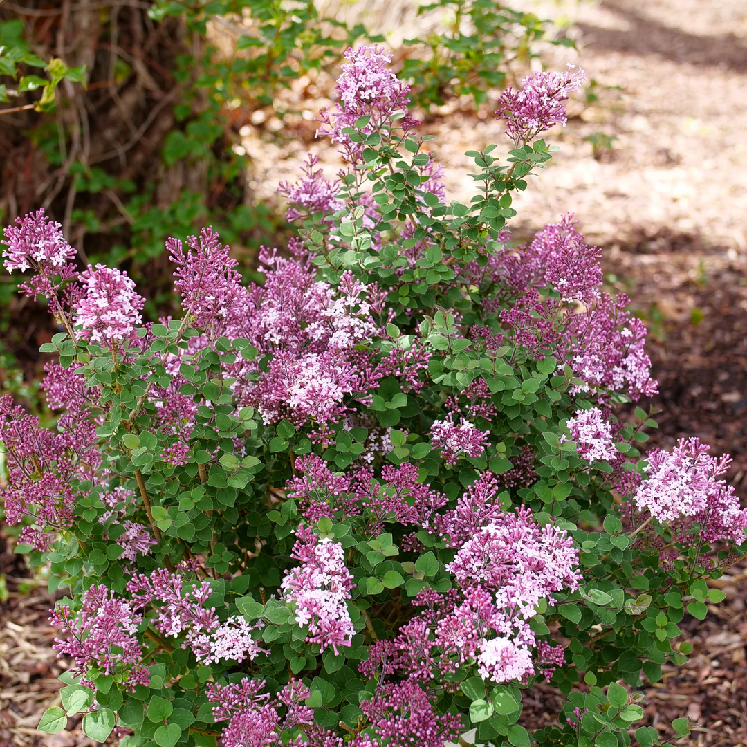 Bloomerang PurpinkĀ® Lilac (Syringa) - Image 4