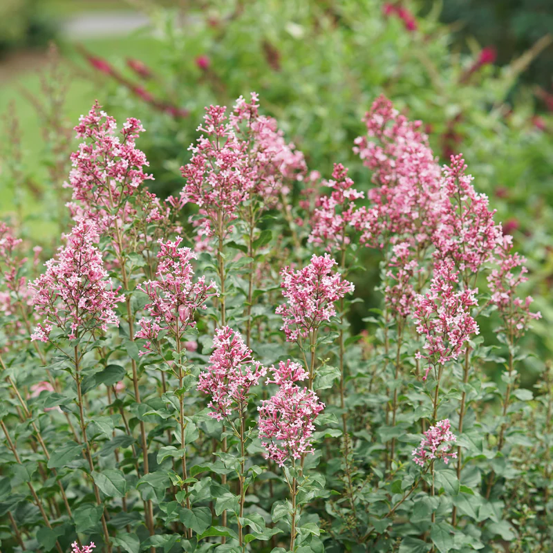 Bloomerang Ballet® Lilac (Syringa) - Image 2