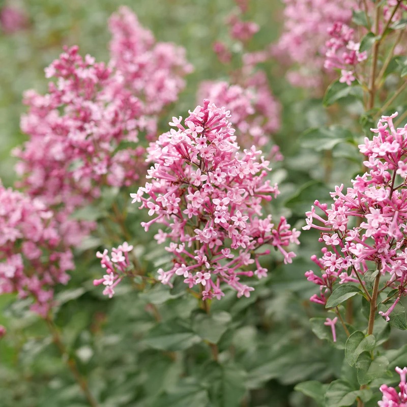Bloomerang Ballet® Lilac (Syringa) - Image 3