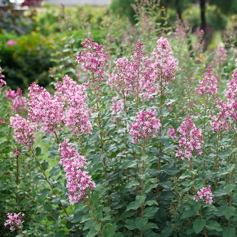Bloomerang Ballet® Lilac (Syringa) - Image 5