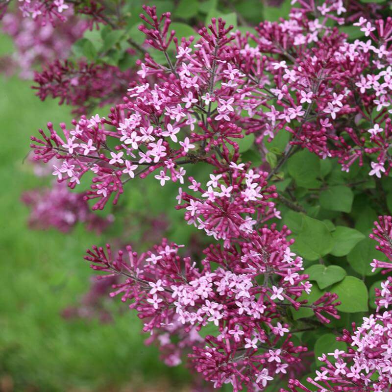 Bloomerang® Dark Purple Reblooming Lilac (Syringa) - Image 3