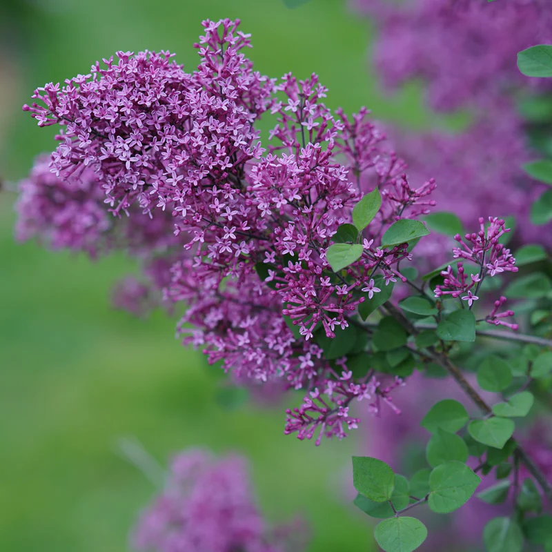 Bloomerang® Dark Purple Reblooming Lilac (Syringa) - Image 4