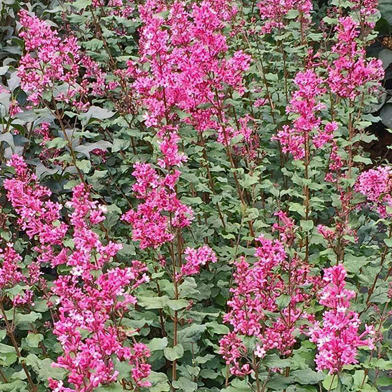 Bloomerang® Dwarf Pink Reblooming Lilac - Image 3