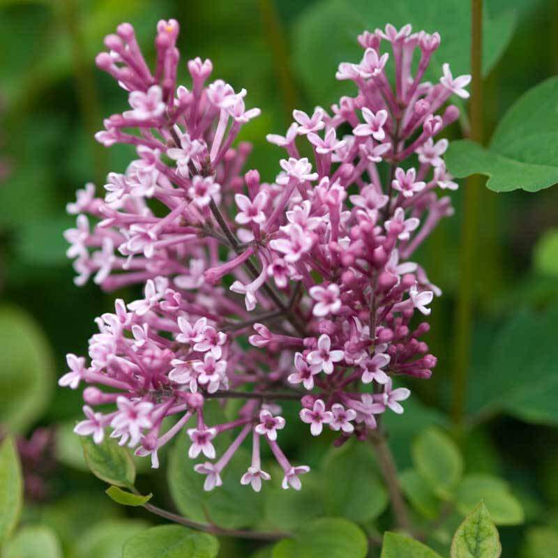 Bloomerang® Dwarf Pink Reblooming Lilac - Image 5