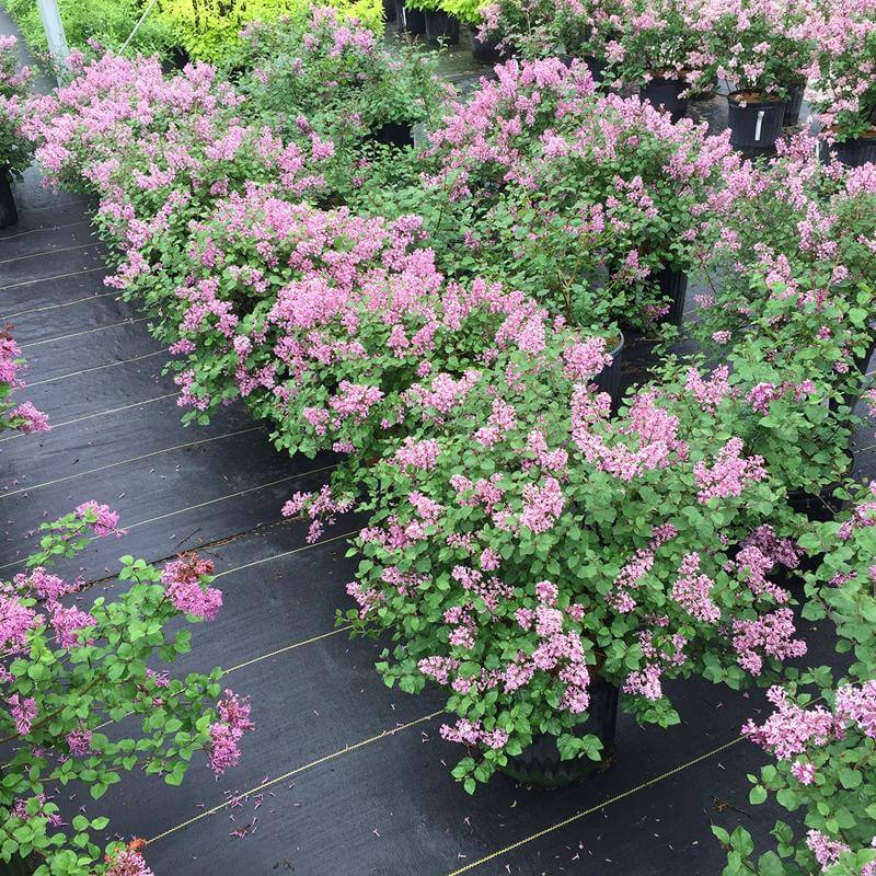 Bloomerang® Dwarf Purple Reblooming Lilac