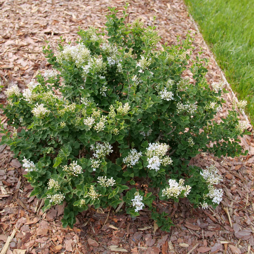 Bloomerang Showmound™ Reblooming Lilac (Syringa) - Image 2