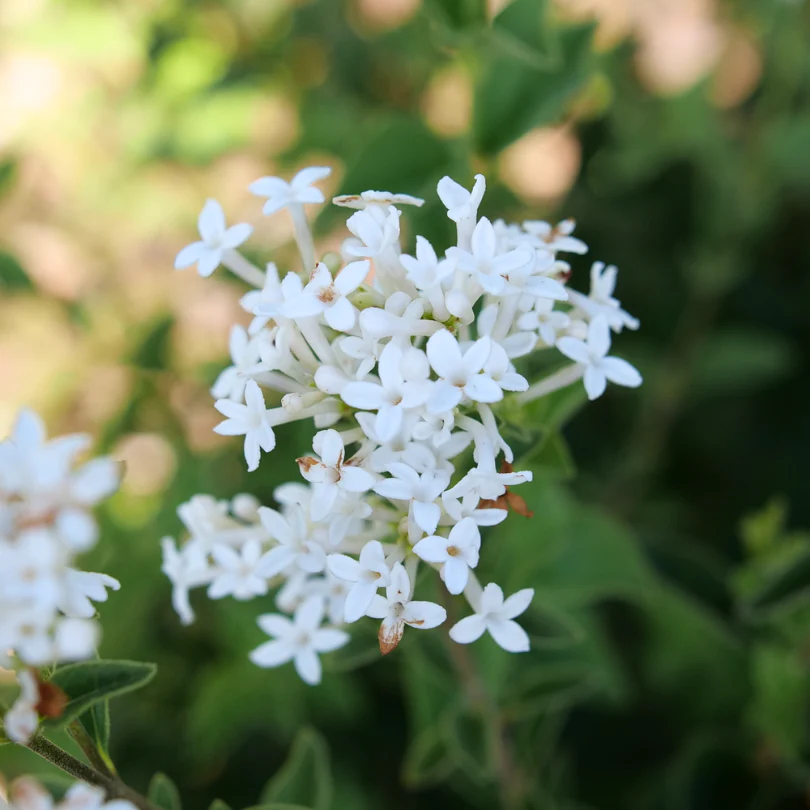 Bloomerang Showmound™ Reblooming Lilac (Syringa) - Image 4