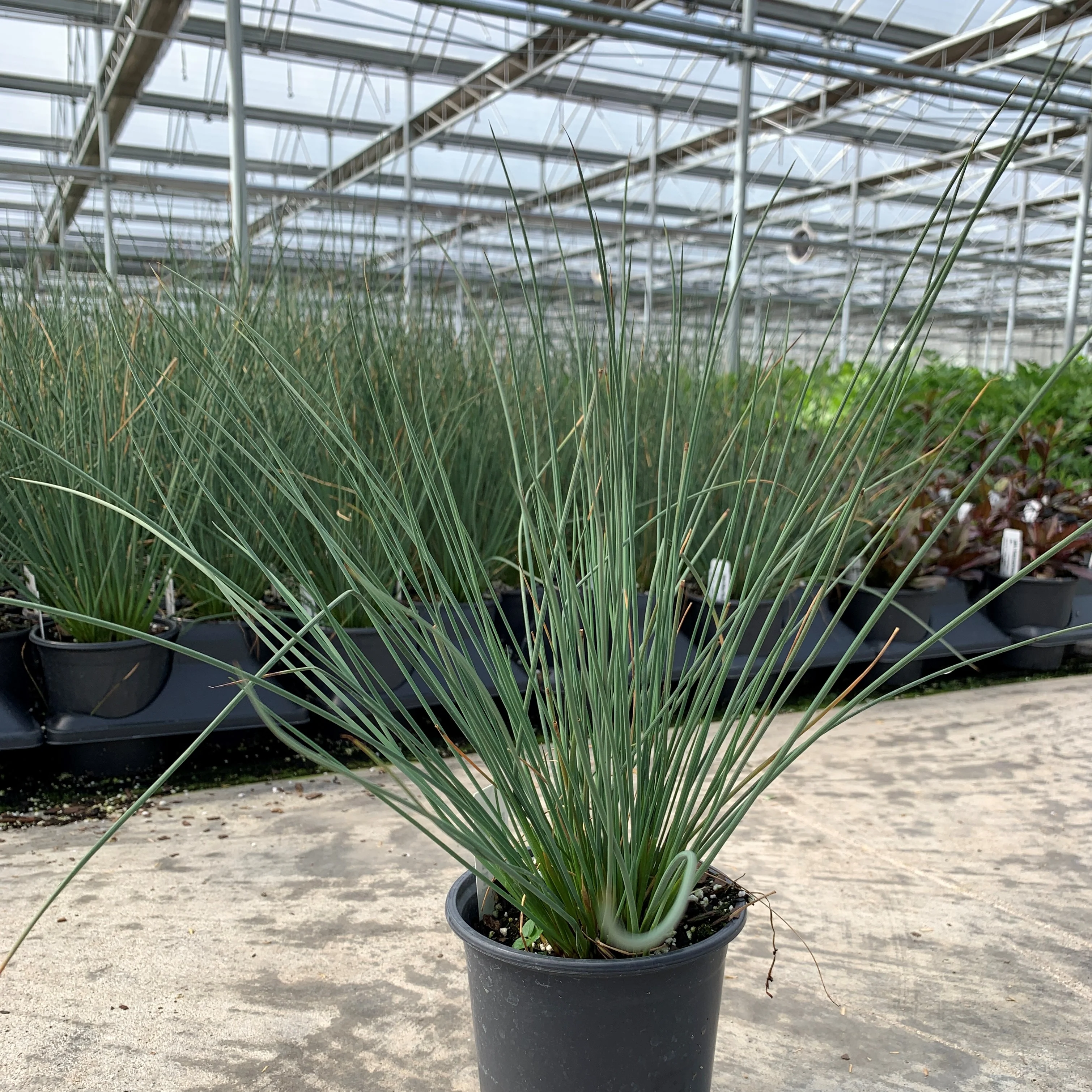 'Blue Arrows' Rush (Juncus) - Image 2