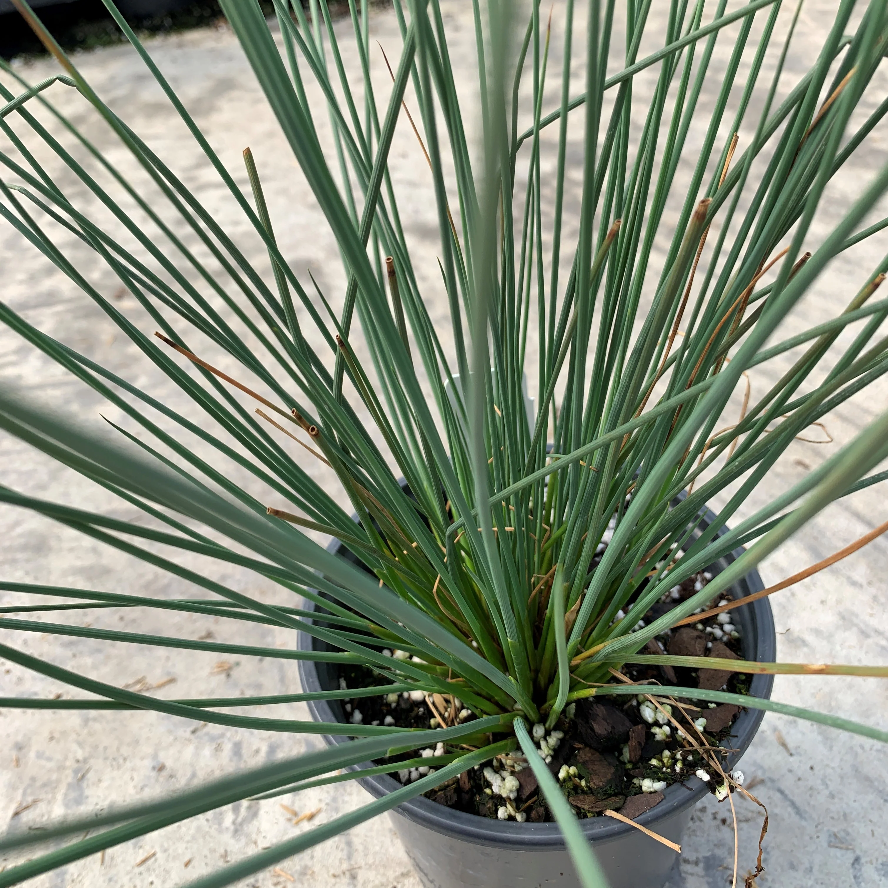 'Blue Arrows' Rush (Juncus) - Image 3