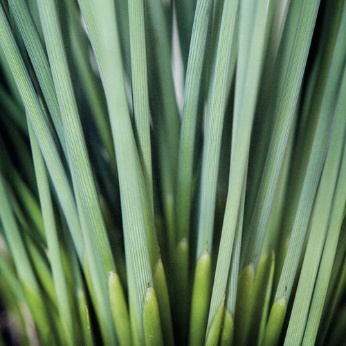'Blue Arrows' Rush (Juncus) - Image 6