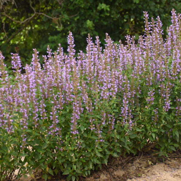'Blue Bayou' Hummingbird Mint (Agastache) - Image 2