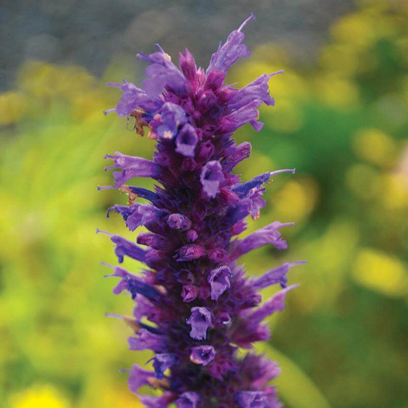 'Blue Boa' Hummingbird Mint (Agastache) - Image 2