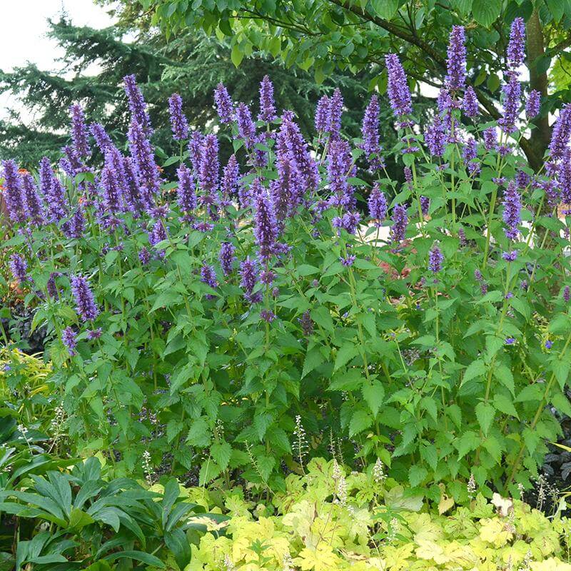'Blue Boa' Hummingbird Mint (Agastache) - Image 3
