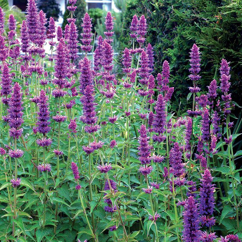 'Blue Boa' Hummingbird Mint (Agastache) - Image 4
