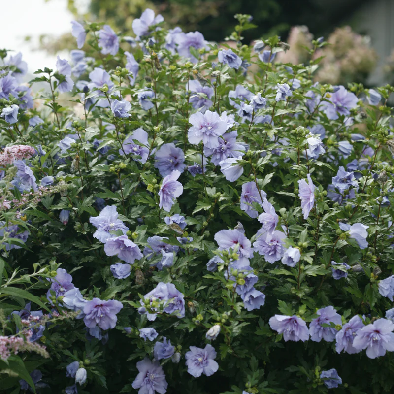 Blue Chiffon® Rose of Sharon (Hibiscus) - Image 4