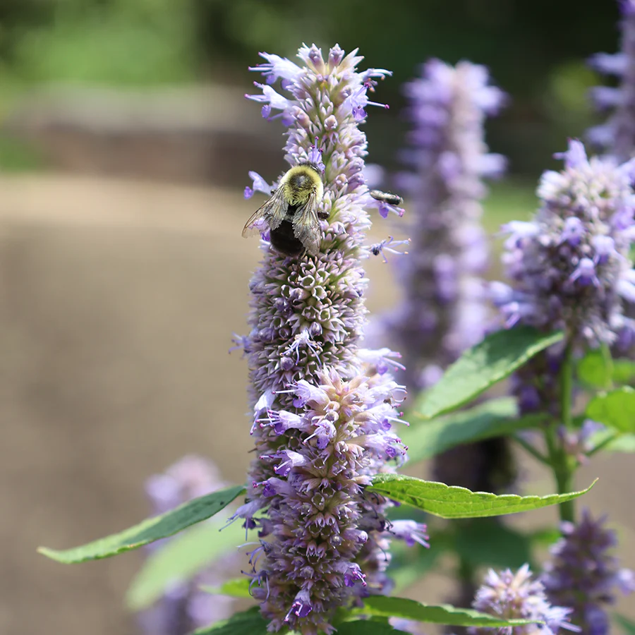 'Blue Fortune' Hummingbird Mint (Agastache) - Image 3