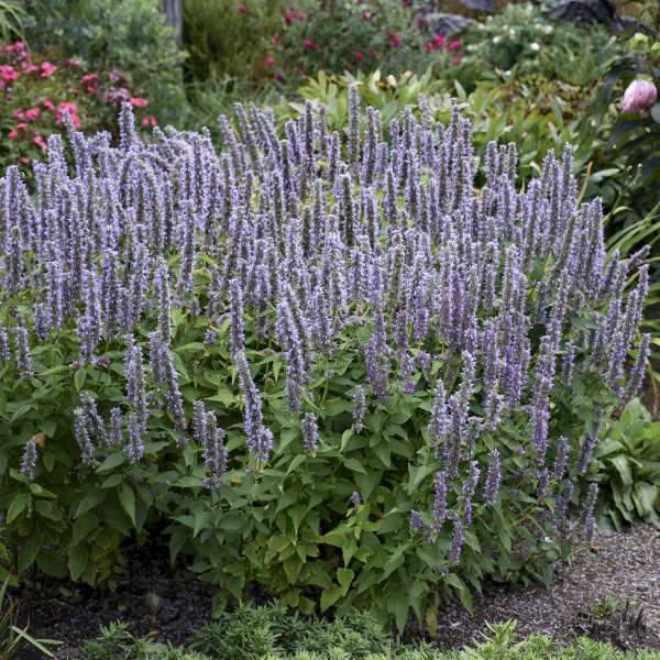 'Blue Fortune' Hummingbird Mint (Agastache) - Image 4
