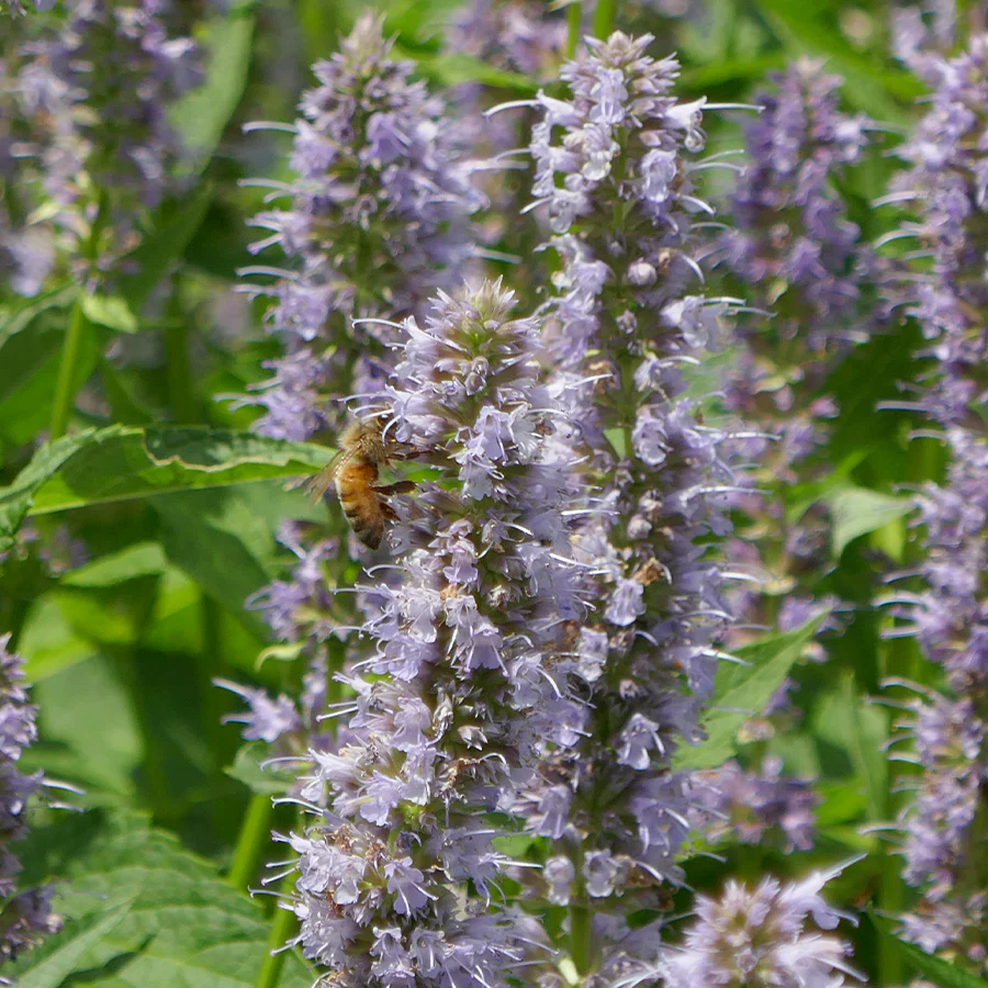 'Blue Fortune' Hummingbird Mint (Agastache) - Image 5