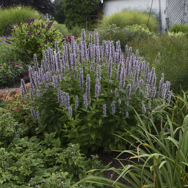 'Blue Fortune' Hummingbird Mint (Agastache) - Image 6