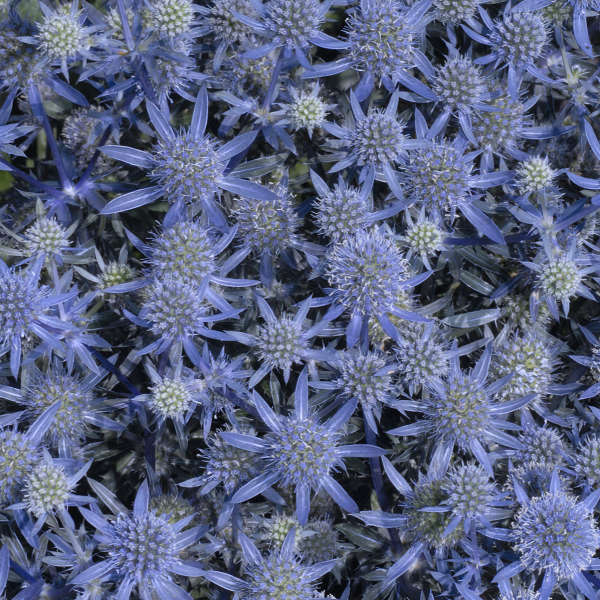 'Blue Glitter' Sea Holly (Eryngium)
