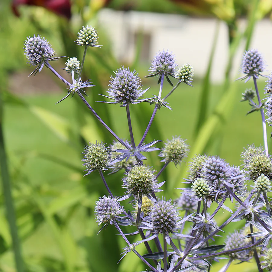 'Blue Glitter' Sea Holly (Eryngium) - Image 2