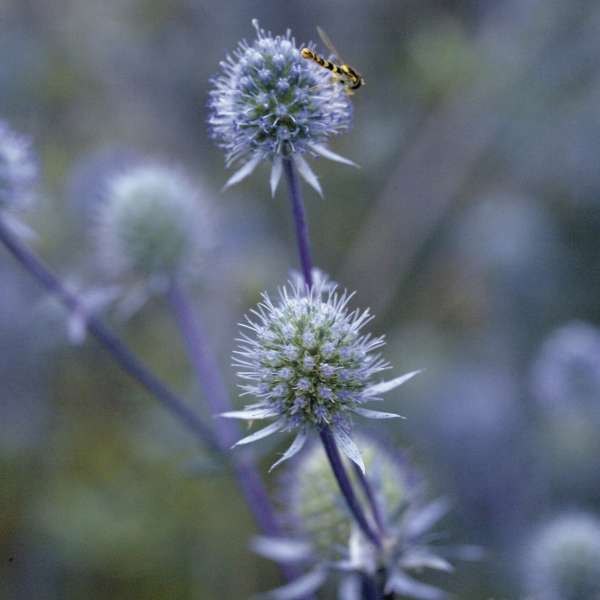 'Blue Glitter' Sea Holly (Eryngium) - Image 4