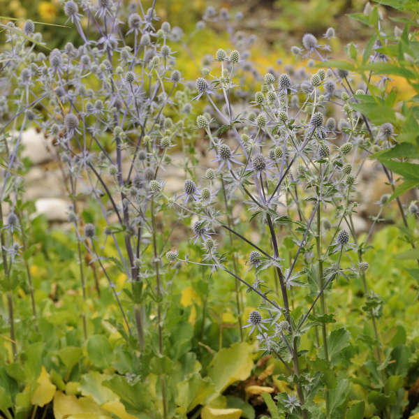 'Blue Glitter' Sea Holly (Eryngium) - Image 5