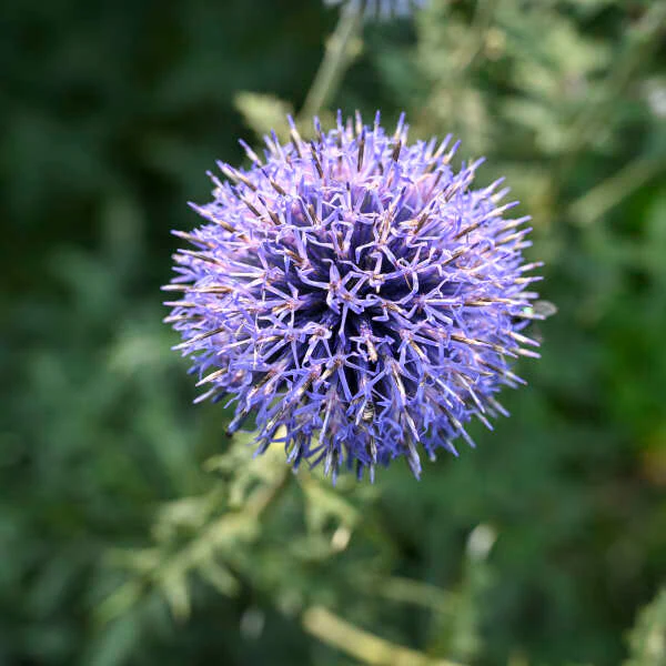 'Blue Glow' Globe Thistle (Echinops) - Image 2