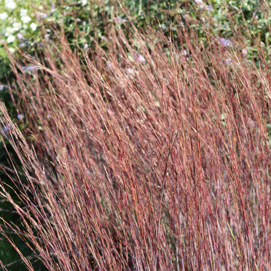 Blue Heaven® Little Bluestem (Schizachyrium) - Image 2