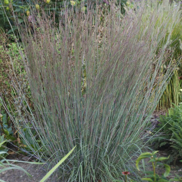 Blue Heaven® Little Bluestem (Schizachyrium) - Image 3