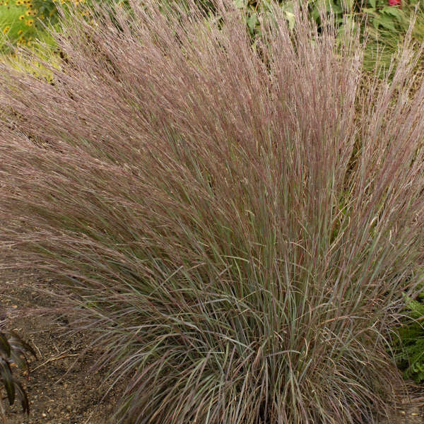 Blue Heaven® Little Bluestem (Schizachyrium) - Image 4