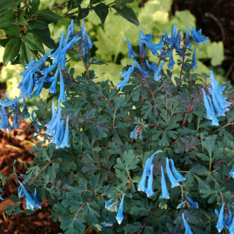 'Blue Heron' Fumewort (Corydalis) - Image 2
