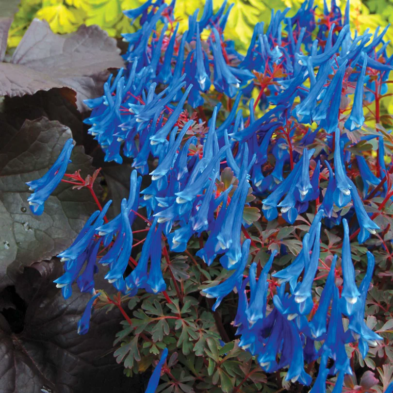 'Blue Heron' Fumewort (Corydalis) - Image 3