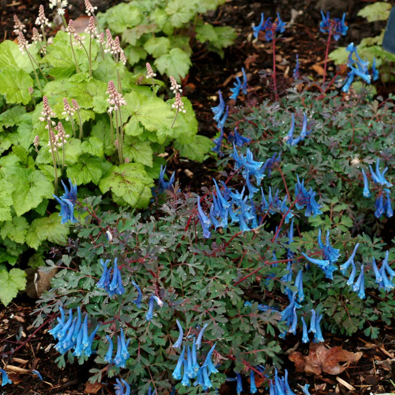 'Blue Heron' Fumewort (Corydalis) - Image 4