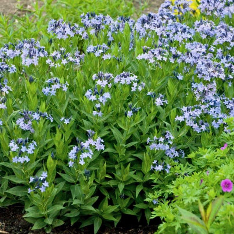 Best-Selling Perennials