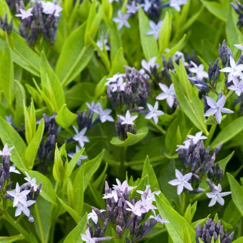 'Blue Ice' Bluestar (Amsonia) - Image 2