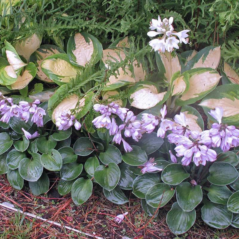 'Blue Mouse Ears' Hosta - Image 3
