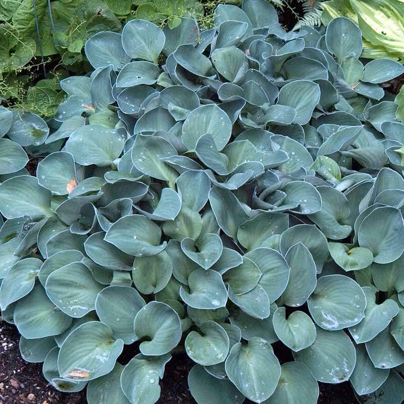 'Blue Mouse Ears' Hosta - Image 4