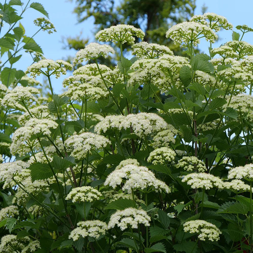 Blue Muffin® Arrowwood Viburnum - Image 4