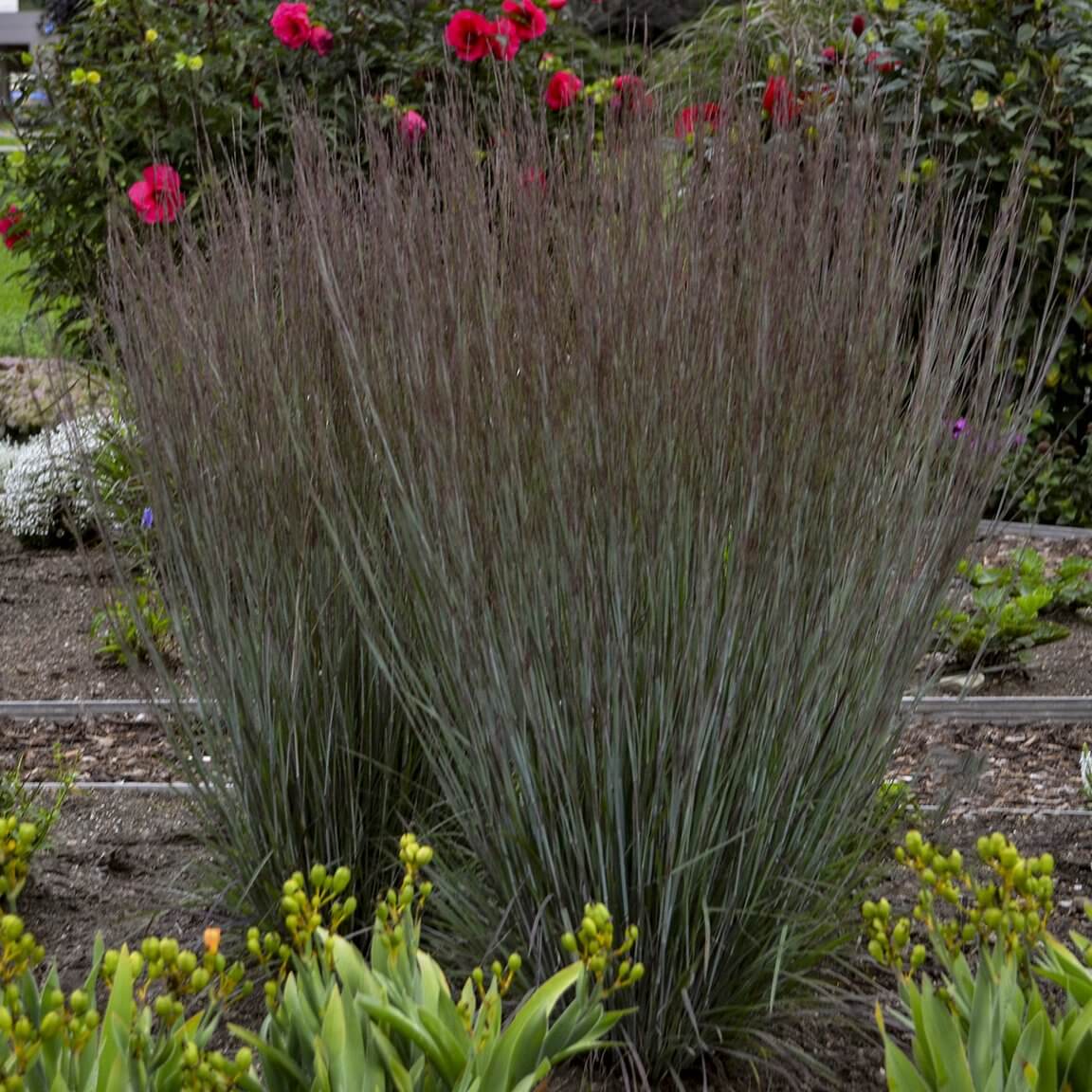 Prairie Winds® 'Blue Paradise' Bluestem Grass (Schizachyrium) - Image 2