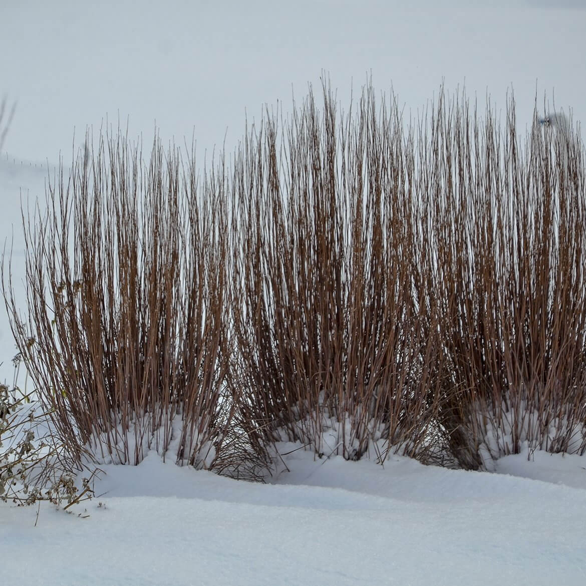 Prairie Winds® 'Blue Paradise' Bluestem Grass (Schizachyrium) - Image 3