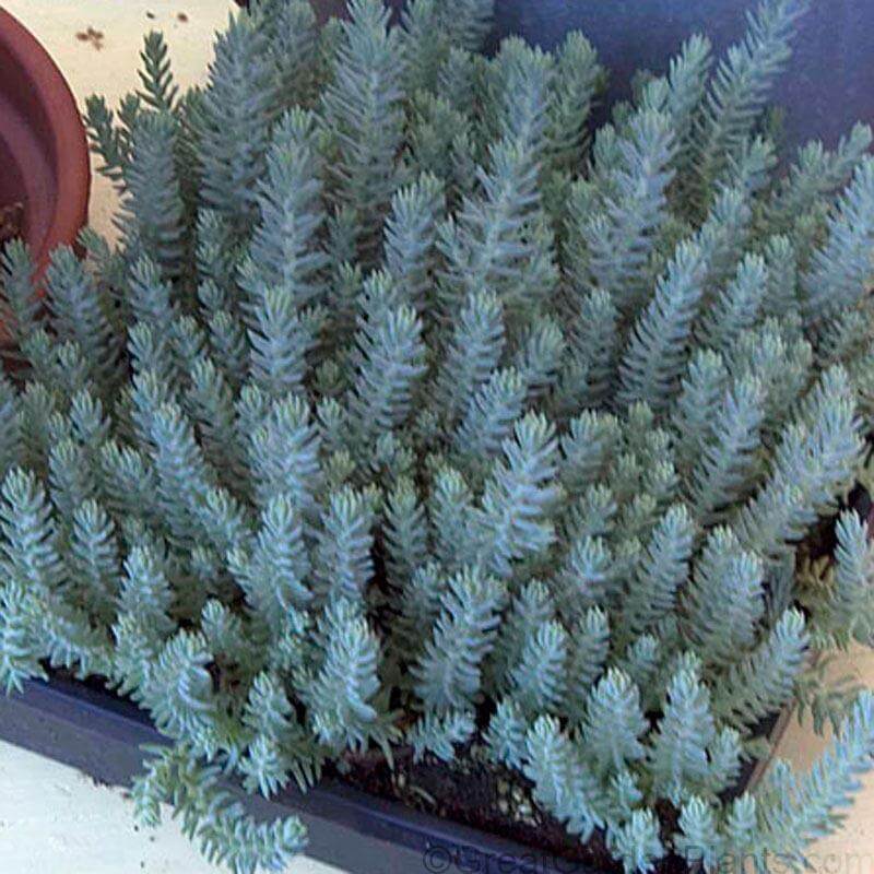 'Blue Spruce' Stonecrop (Sedum) - Image 2