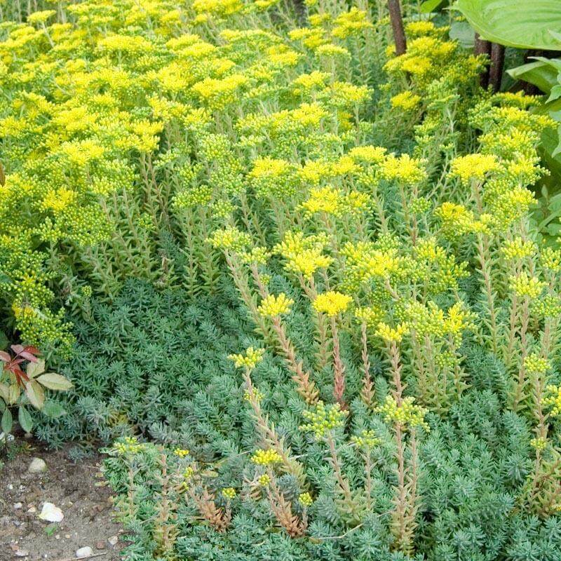 'Blue Spruce' Stonecrop (Sedum) - Image 4