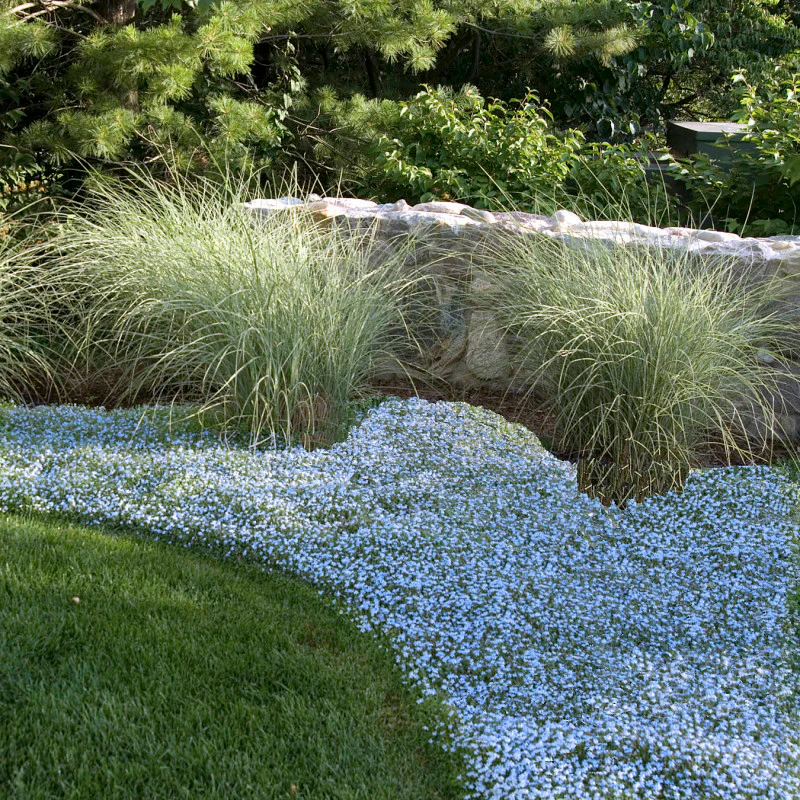 Blue Star Creeper (Isotoma fluviatilis) - Image 3
