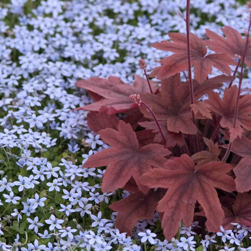 Blue Star Creeper (Isotoma fluviatilis) - Image 7